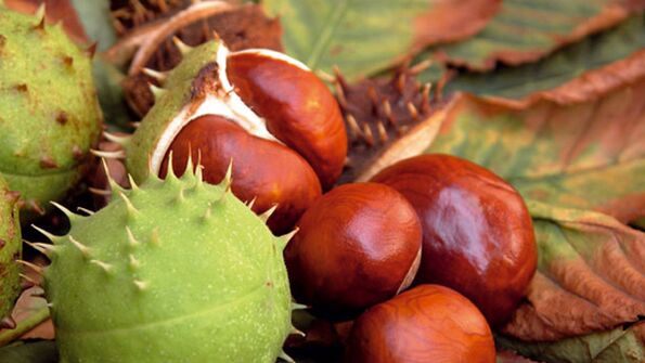 Horse chestnut as part of Traugel